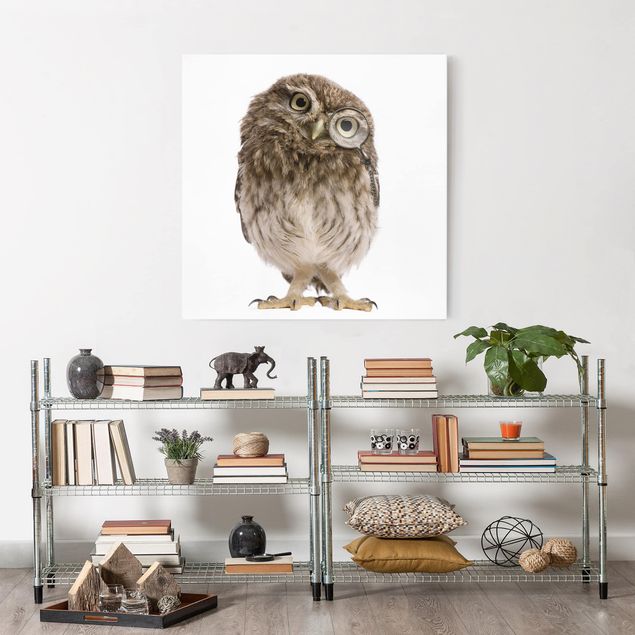 Telas decorativas animais Curious Owl