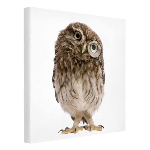 Quadros modernos Curious Owl