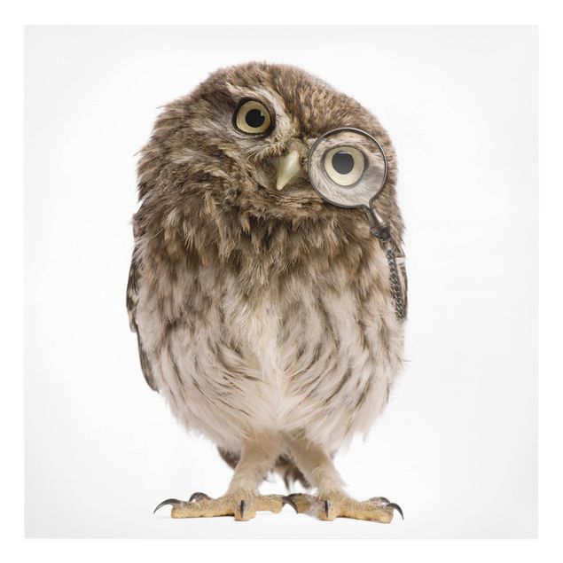 Quadros animais Curious Owl
