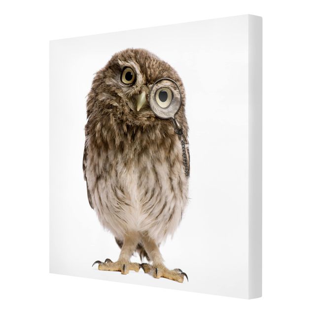 Quadros decorativos Curious Owl