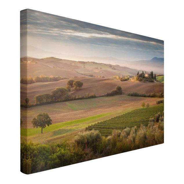 Telas decorativas paisagens Olive Grove In Tuscany