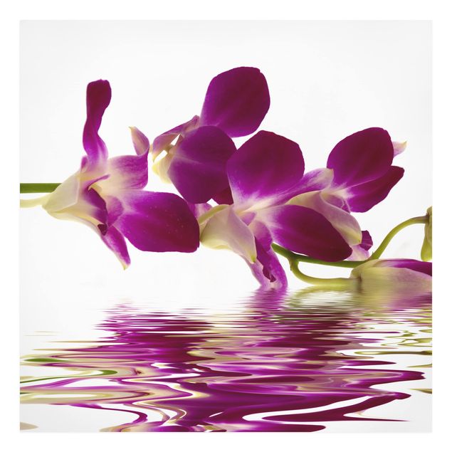 Quadros florais Pink Orchid Waters