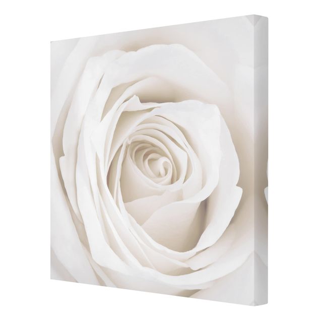 Quadros decorativos Pretty White Rose
