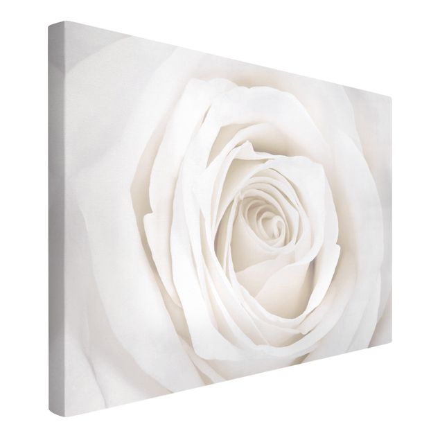 Quadros florais Pretty White Rose