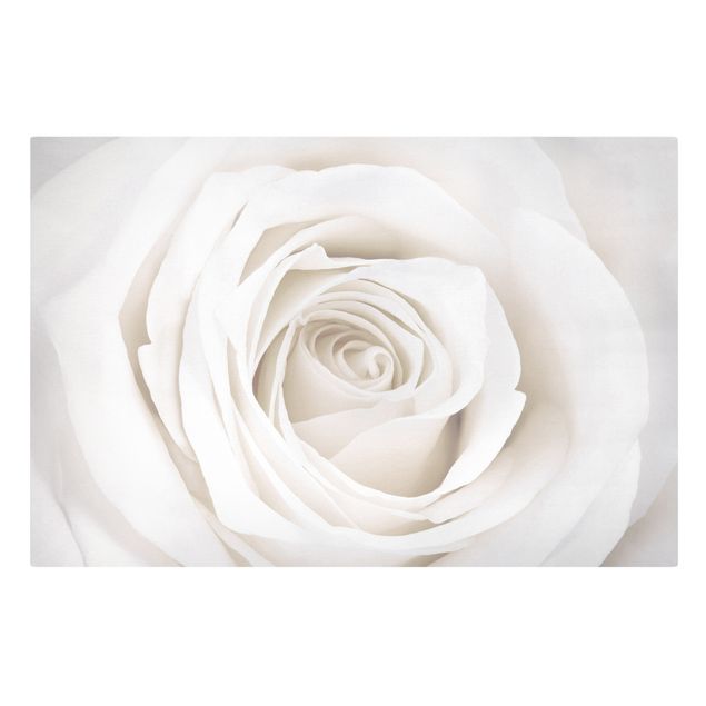 quadro com flores Pretty White Rose