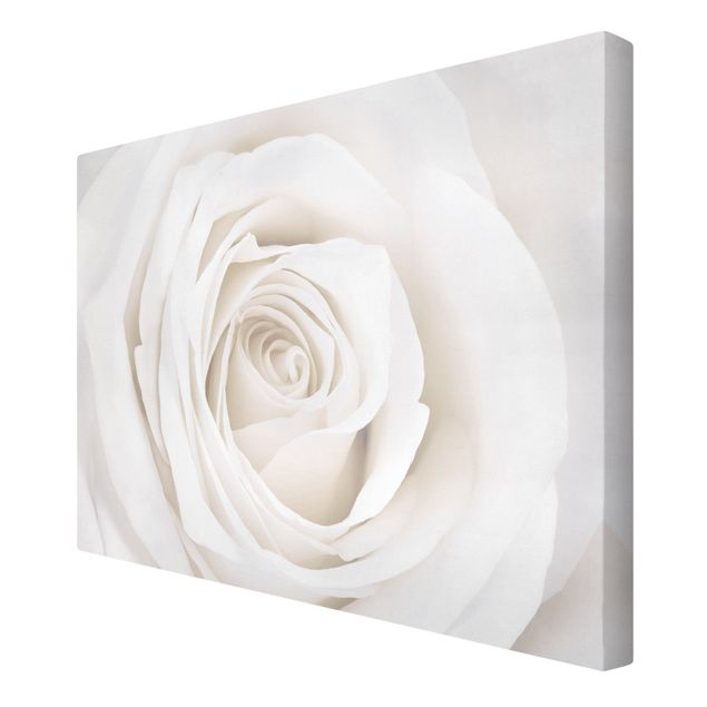 Quadros decorativos Pretty White Rose