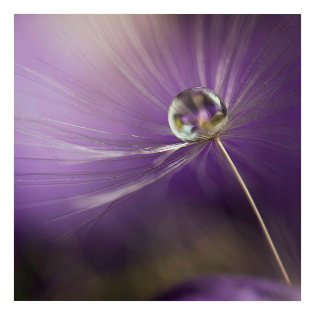 quadro com flores Dandelion In Violet