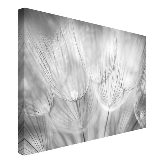 Telas decorativas em preto e branco Dandelions macro shot in black and white