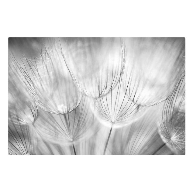 Telas decorativas flores Dandelions macro shot in black and white