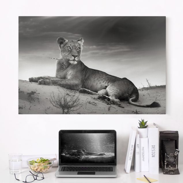 decoraçao cozinha Resting Lion
