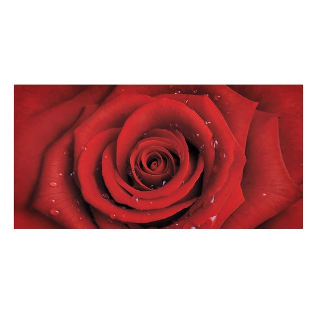 quadros flores Red Rose With Water Drops
