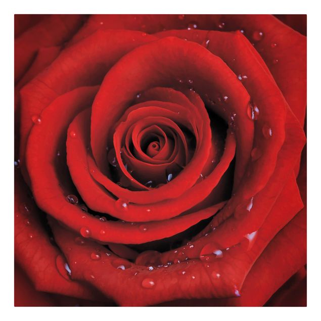 quadros flores Red Rose With Water Drops