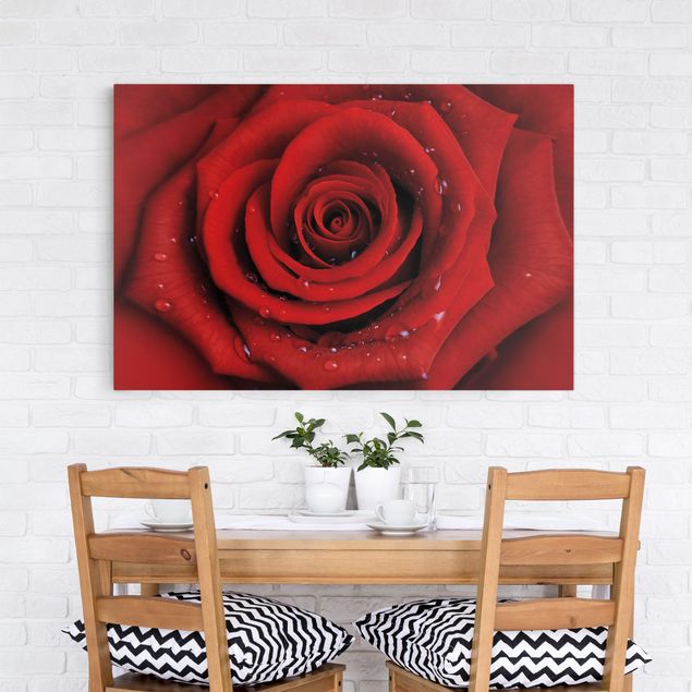 Telas decorativas flores Red Rose With Water Drops