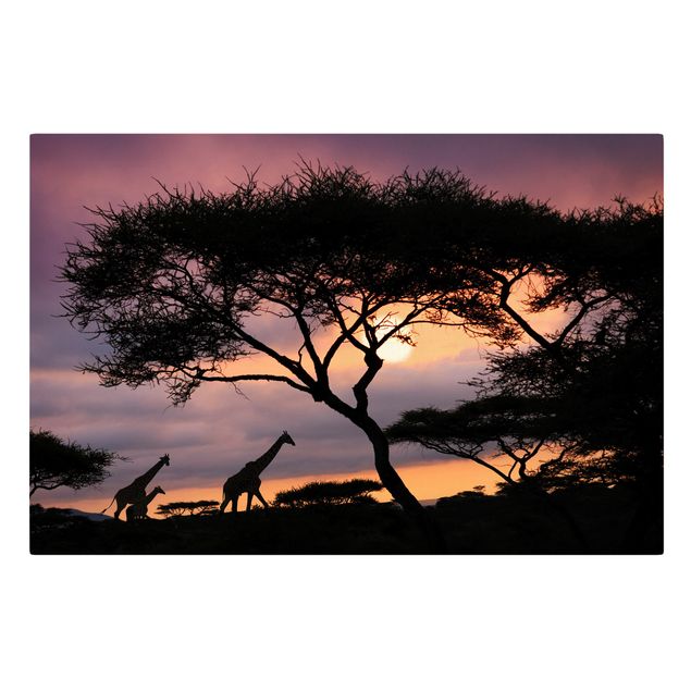 Quadros girafas African Safari