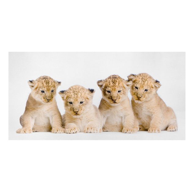 Telas decorativas animais Sweet Lion Babys