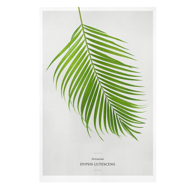 Quadros decorativos Tropical Leaf Areca Palm
