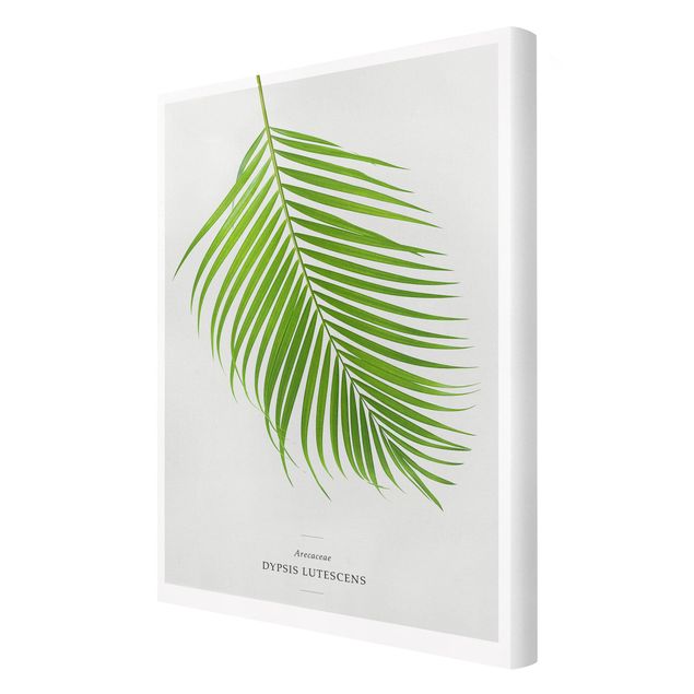 Telas decorativas Tropical Leaf Areca Palm