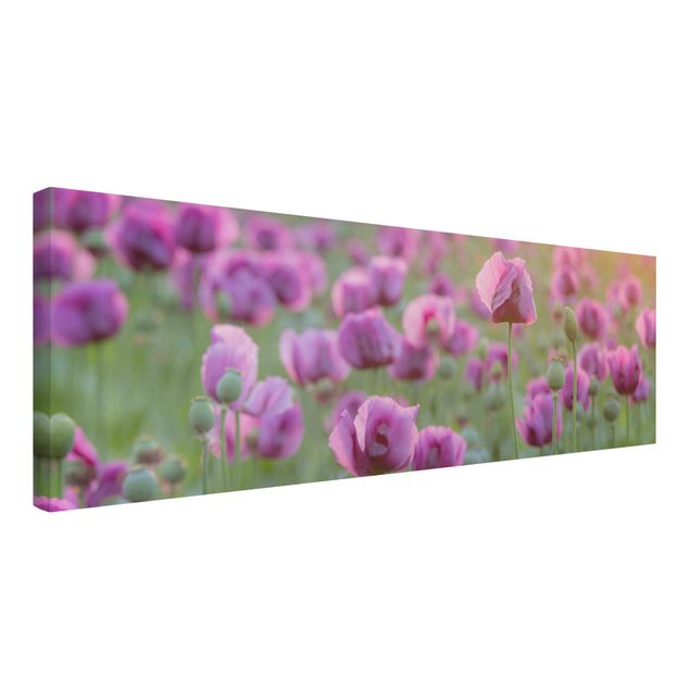 Telas decorativas flores Purple Poppy Flower Meadow In Spring