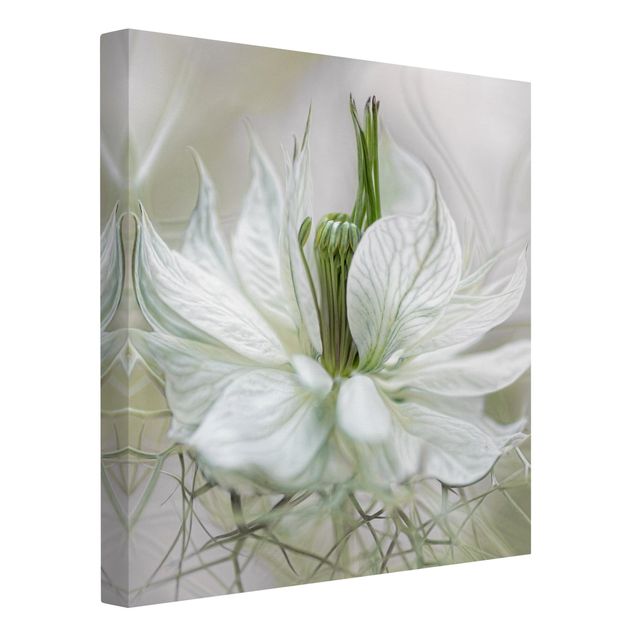 quadro com flores White Nigella