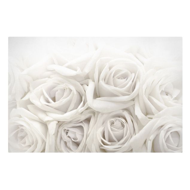 quadros de flores White Roses