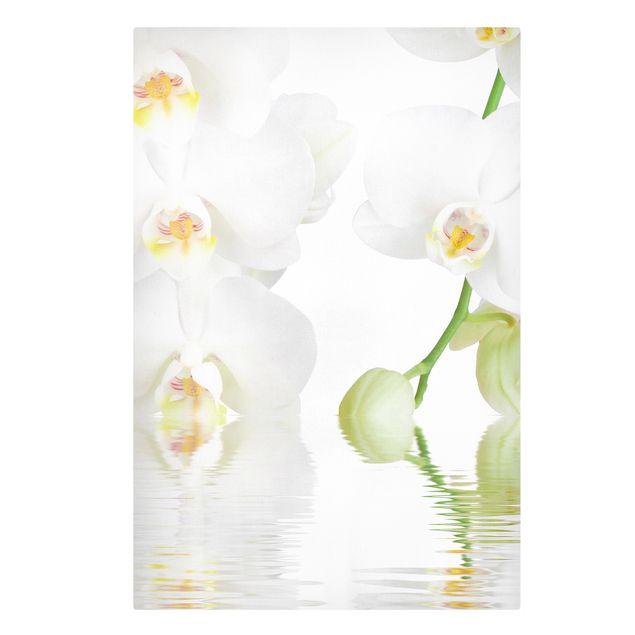 Quadros florais Spa Orchid - White Orchid