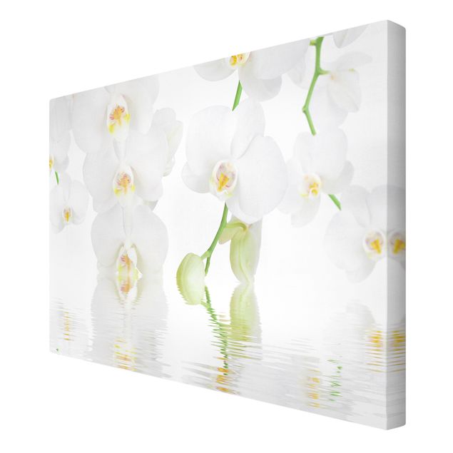 quadros flores Spa Orchid - White Orchid