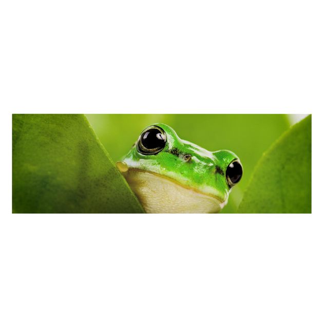 quadro animal Frog