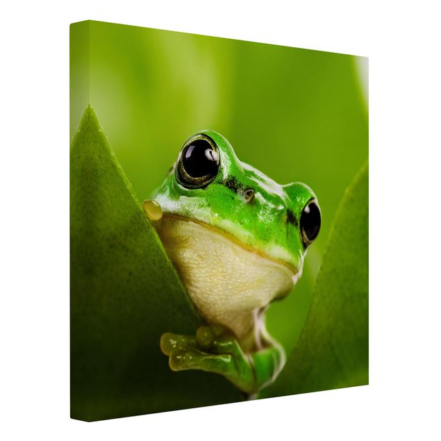 quadros decorativos para sala modernos Frog