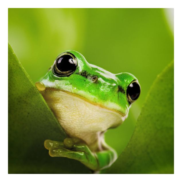 quadro animal Frog