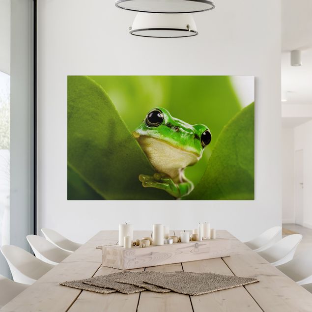 Telas decorativas animais Frog