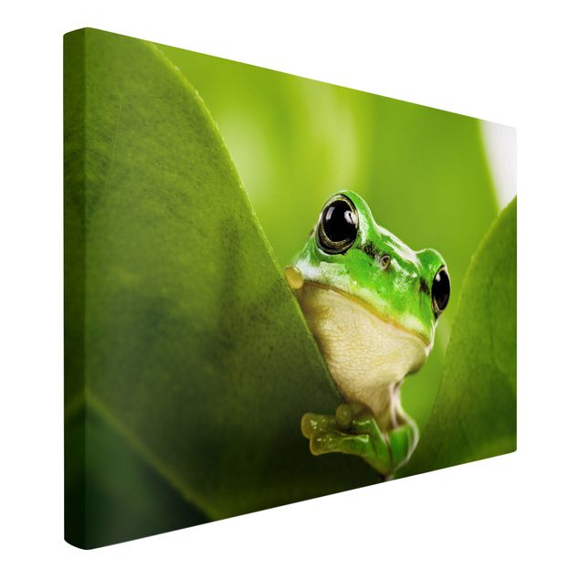 quadros decorativos para sala modernos Frog