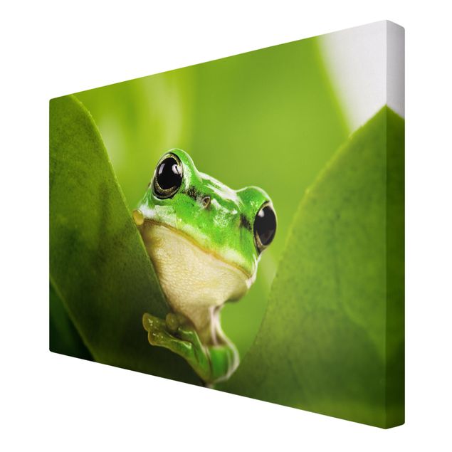 quadros para parede Frog