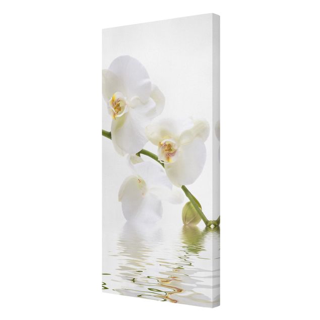quadros de flores White Orchid Waters