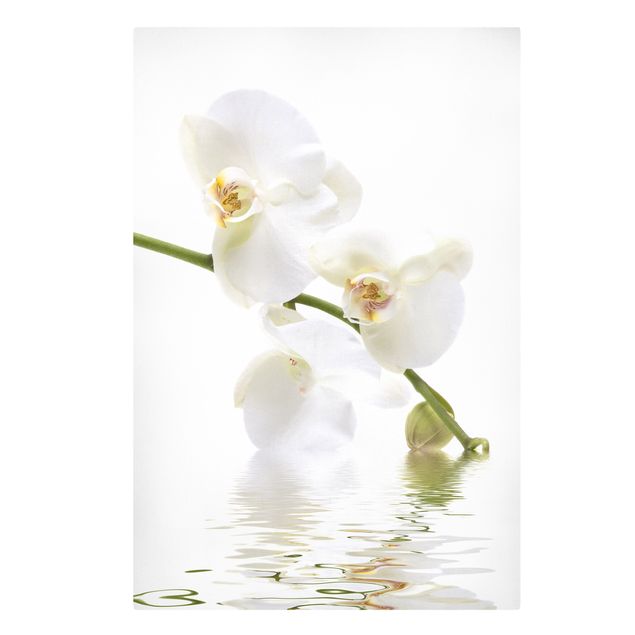 Quadros florais White Orchid Waters