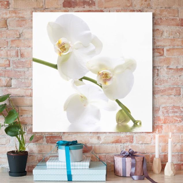 Quadros orquídeas White Orchid Waters