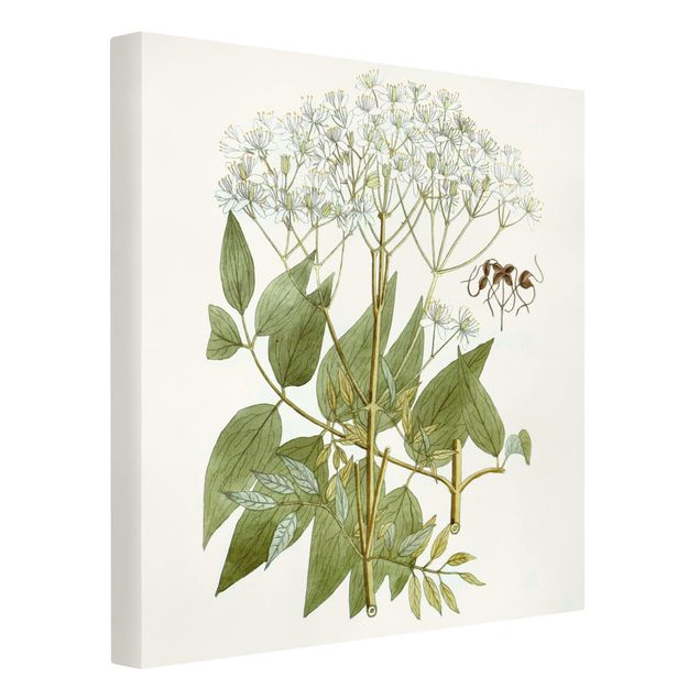 quadros de flores Wild Herbs Board V
