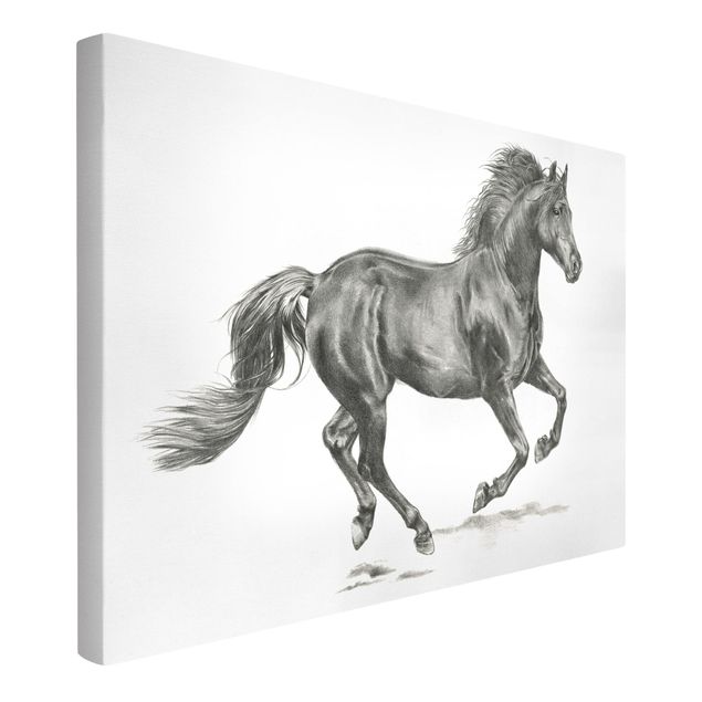 Telas decorativas em preto e branco Wild Horse Trial - Stallion