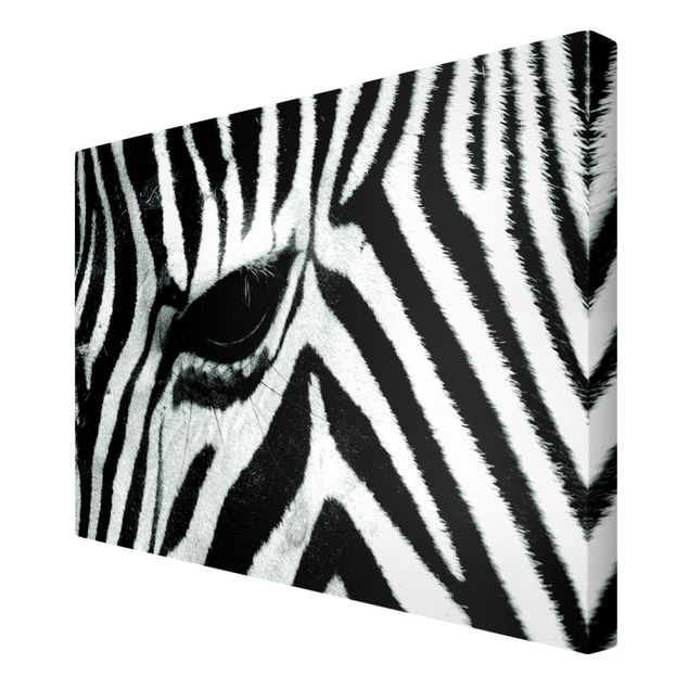 Telas decorativas animais Zebra Crossing