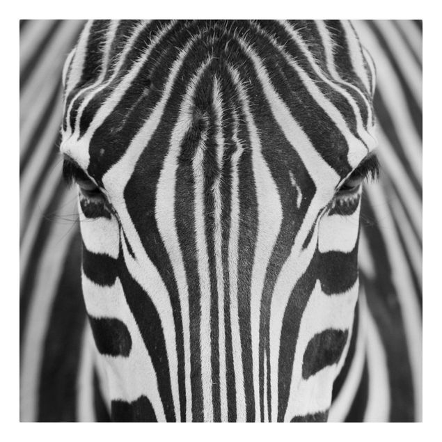 Telas decorativas em preto e branco Zebra Look
