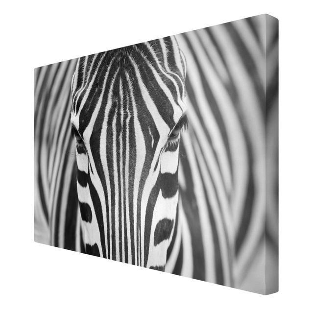 Telas decorativas animais Zebra Look