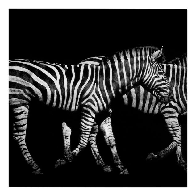 Telas decorativas animais Zebra In The Dark