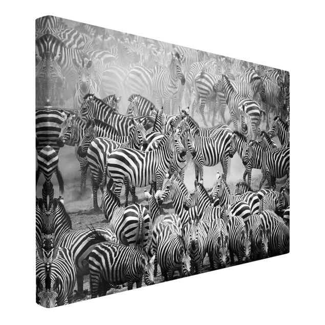 Telas decorativas em preto e branco Zebra herd II