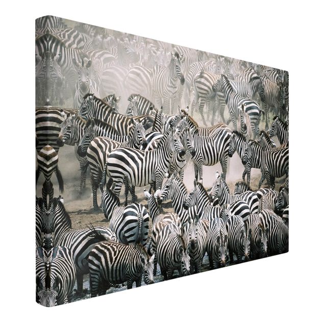 Telas decorativas em preto e branco Zebra Herd