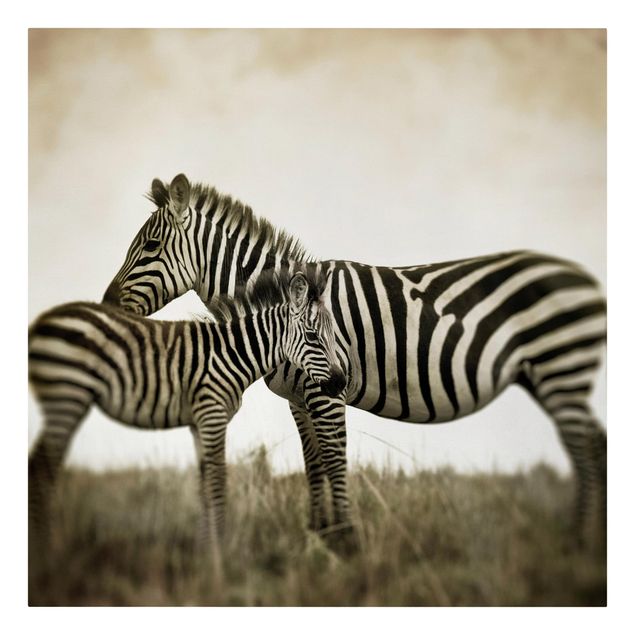 Telas decorativas animais Zebra Couple