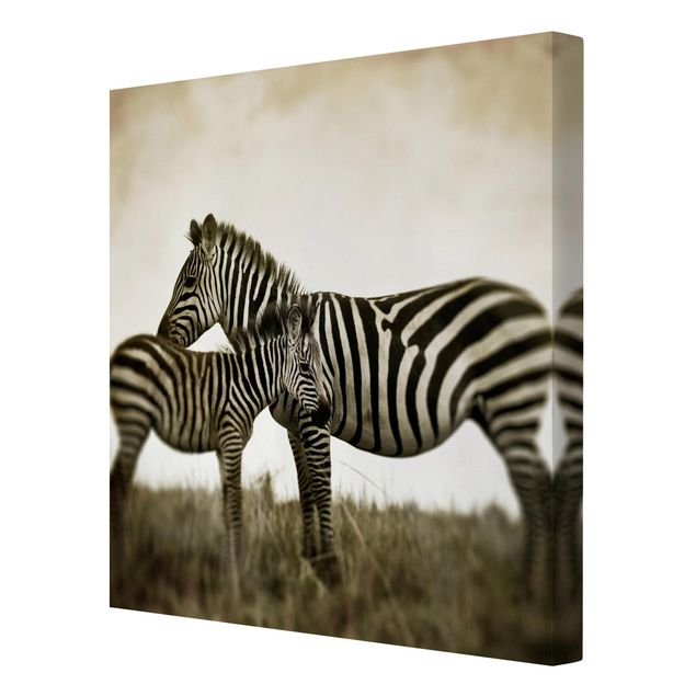 Quadros África Zebra Couple