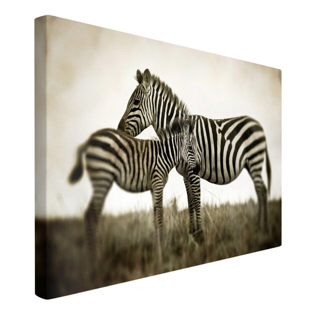 Telas decorativas em preto e branco Zebra Couple