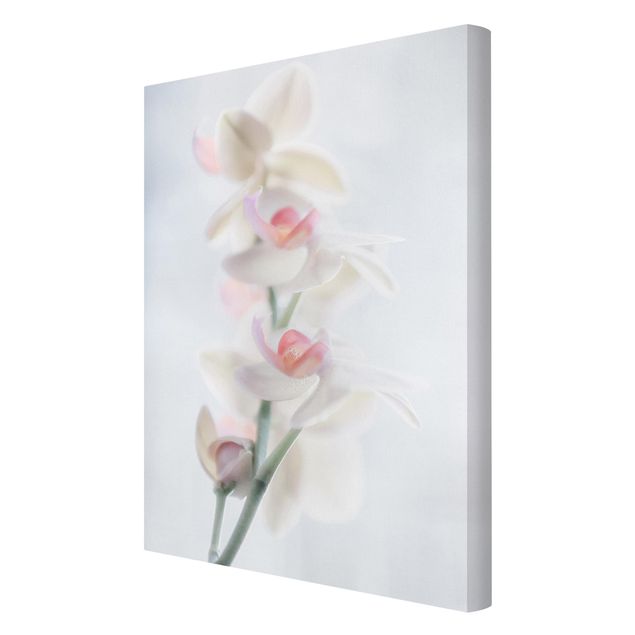 quadros flores Delicate Orchid