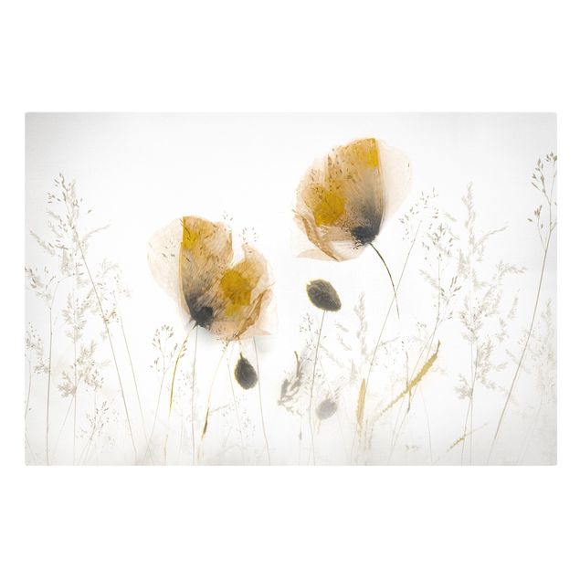 Telas decorativas flores Poppy Flowers And Delicate Grasses In Soft Fog