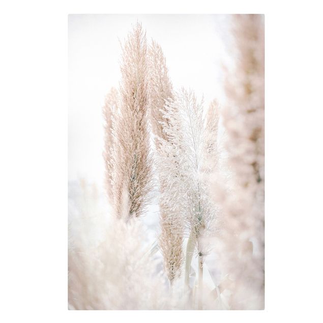 quadros de flores Pampas Grass In White Light