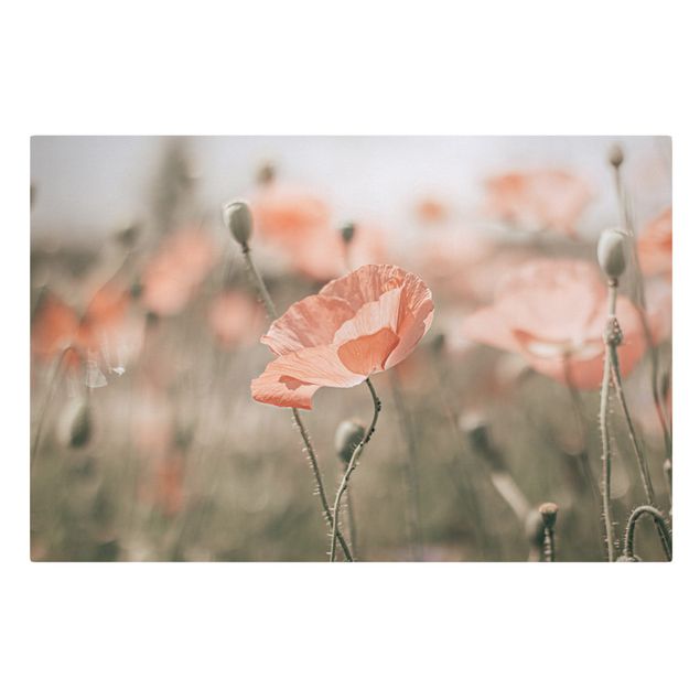 Quadros florais Sun-Kissed Poppy Fields